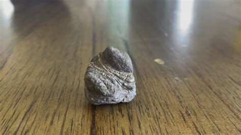 Is this a fossil? It looks like a little poop but it is a rock. Any ...