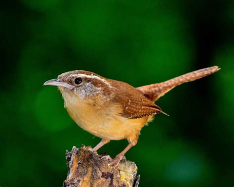 Top Small Brown Birds In The World With Pictures Utah Pulse