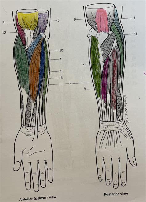 Muscles Of Lower Arm Diagram Quizlet