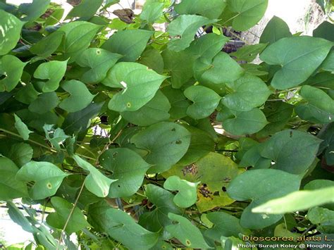 Medicinal Plants: Dioscorea alata Alukam Niluva Pendalam