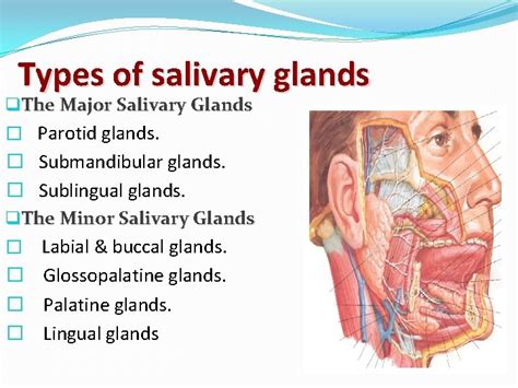 Sialadenitis Dr Ahmed Negm Ass Professor Of General