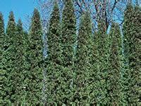 Arborvitae Pests And Diseases Moon Valley Nurseries