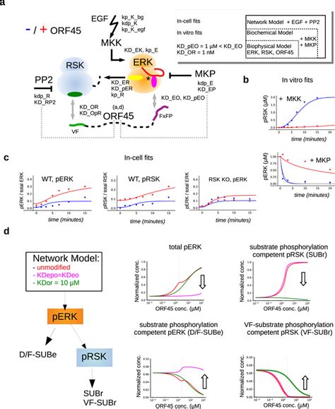 Modeling The Effects Of Orf On Erk And Rsk Phosphorylation A