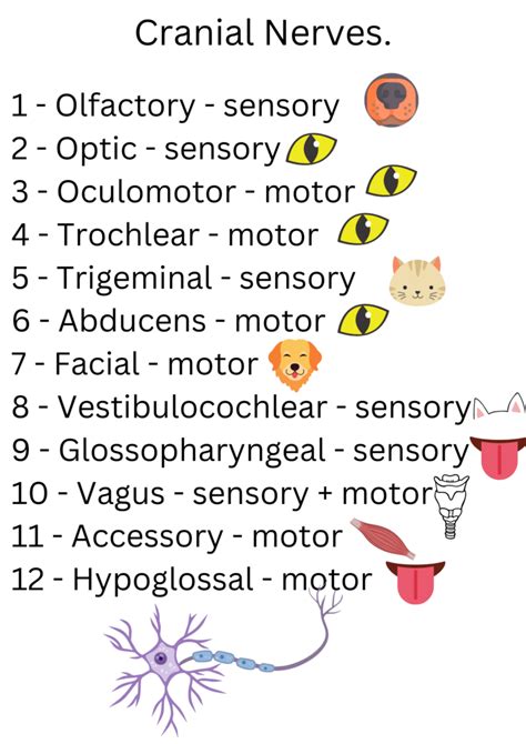 Neurology An Anatomy Refresher For Veterinary Nurses Veterinary