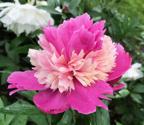 Celebrity Peony | Bare root peonies, Summer flowering bulbs, Peonies garden