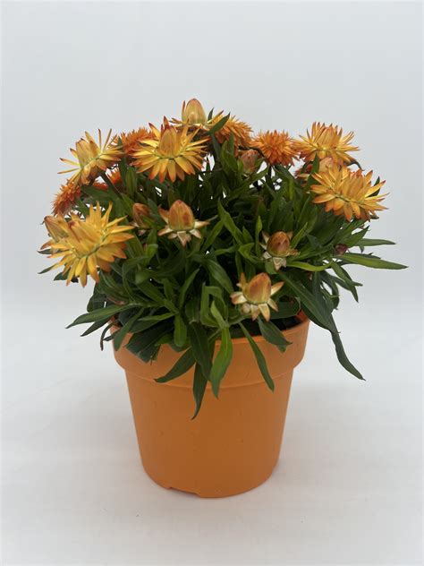 Strawflower - Sunlet Nursery