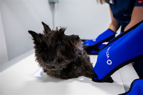 heart and soul animal urgent care 6