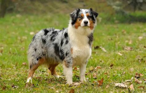 Australian Shepherd Growth Chart Australian Shepherd Weight Calculator