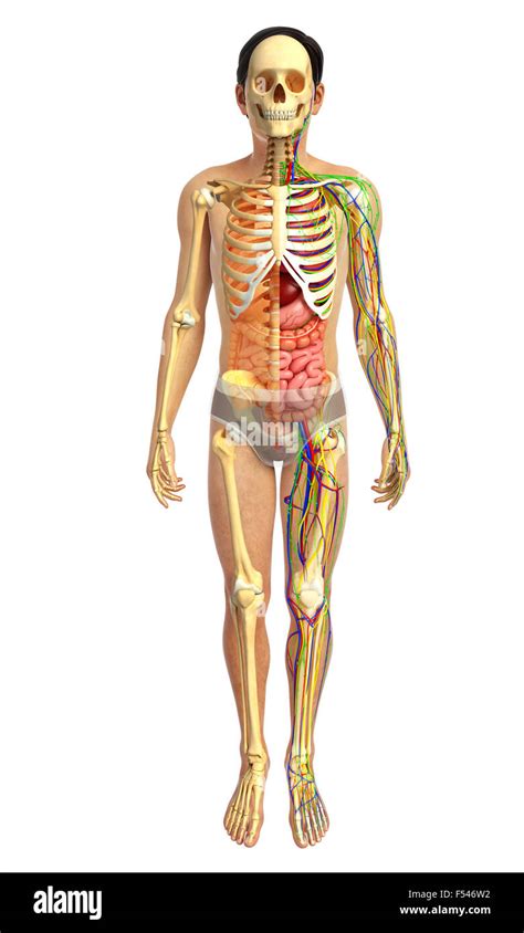 3d rendered illustration of human body anatomy Stock Photo - Alamy