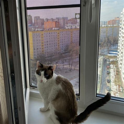 Сетка Антикошка на окно: купить москитную сетку в Туле
