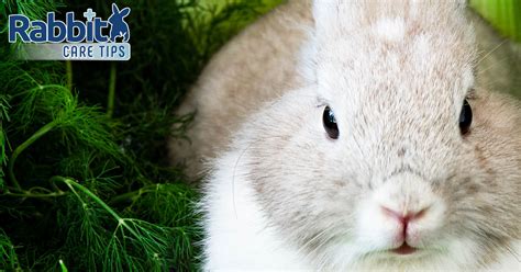 Rabbit Care Tips Keep Your Rabbit Healthy And Safe