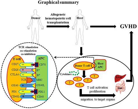 Frontiers The Role Of Co Stimulatoryco Inhibitory Signals In Graft