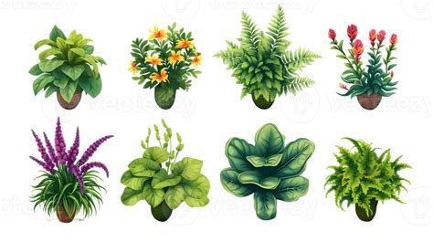 House Plants Set Illustration Collection Transparent Background