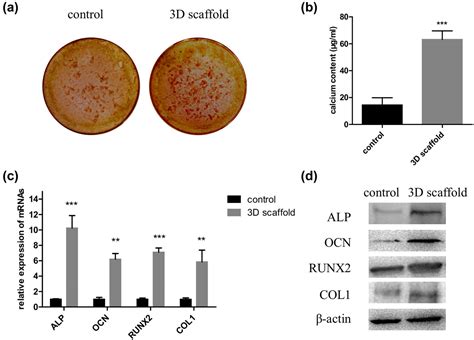 D Printed Porous Scaffold Promotes Osteogenic Differentiation Of Hadmscs