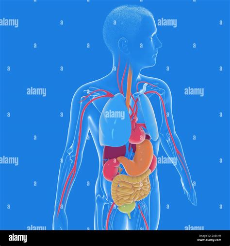 Mann Anatomie Innere Organe Fotos Und Bildmaterial In Hoher Auflösung