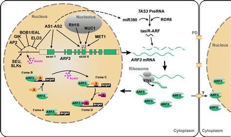 Frontiers A Model Worker Multifaceted Modulation Of Auxin Response