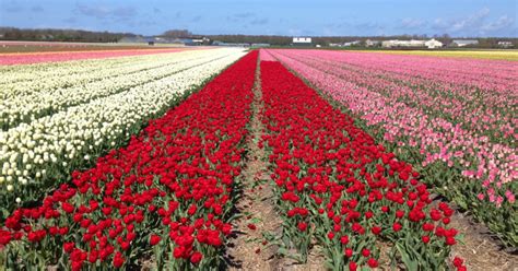 See Tulip Fields in Holland with a Private Guide • Holland Private Tour