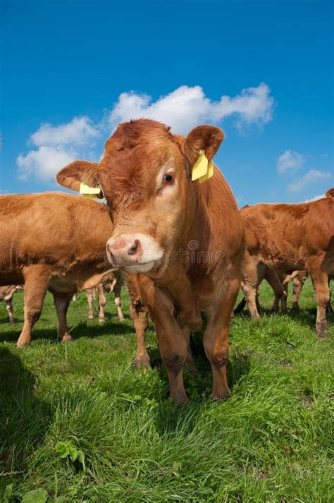 Limousin Calves Stock Photo Image Of Beef Meat Bull