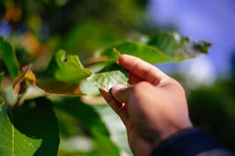 Premium Photo | Touching nature