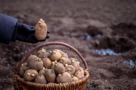 A Farmer X27 S Hand In A Black Glove Holds A Sprouted Potato Tuber In