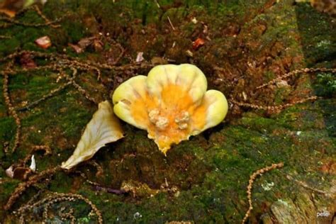 11 Types Of Mushrooms In Kentucky With Pictures Wildlife Informer