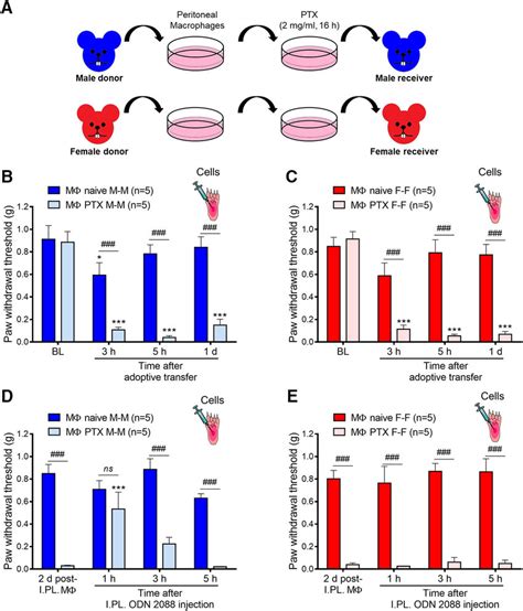 Adoptive Transfer Of Ptx Activated And Sex Matched Macrophages Induces Download Scientific