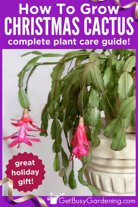 Christmas Cactus Care Guide How To Grow Schlumbergera Buckleyi Christmas Cactus Care