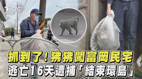 抓到了！狒狒闖富岡民宅 逃亡16天遭捕「結束環島」｜tvbs新聞 Youtube