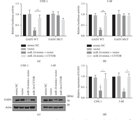 Figure 6 From The Long Noncoding Rna Cytoskeleton Regulator Rna Cytor