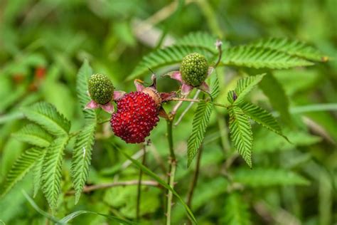 Erdbeerhimbeere Rubus Illecebrosus