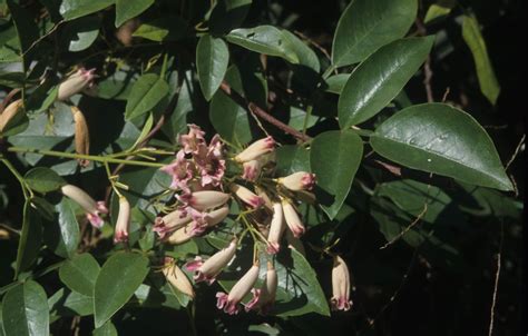 Pandorea Pandorana Australian Plants Society