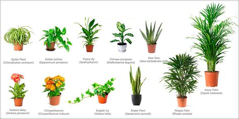 Las Cinco Mejores Plantas Para Limpiar El Aire De Tu Casa Midoridama