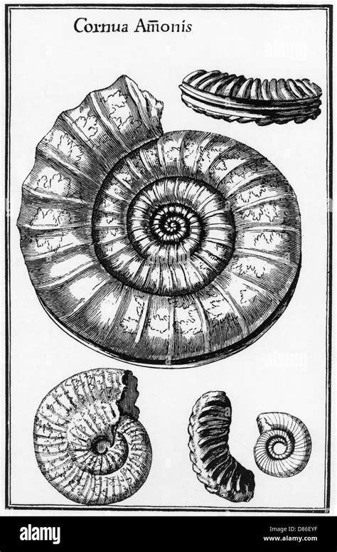 Fossil Ammonite Black And White Stock Photos Images Alamy