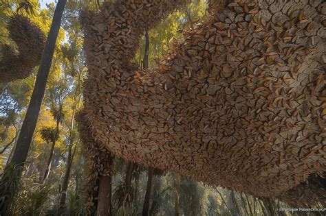 Millones De Mariposas Monarca Danaus Plexippus Cubren Cada Cent Metro