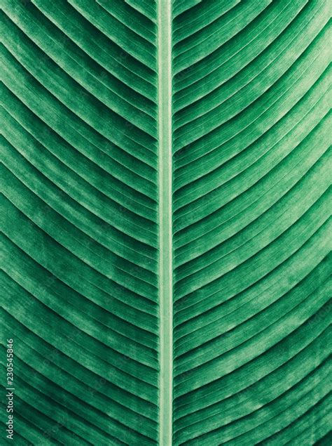 leaf of palm tree Stock Photo | Adobe Stock