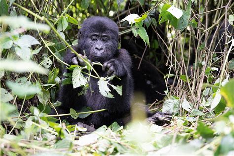 Affordable gorilla encounters in Uganda's Bwindi Impenetrable Forest