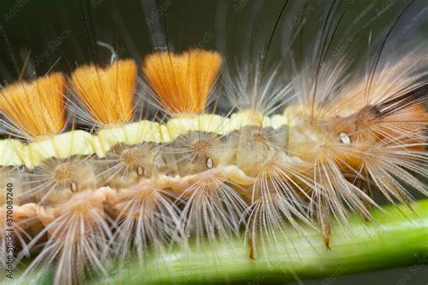 anatomy of a tussock moth caterpillar Stock Photo | Adobe Stock