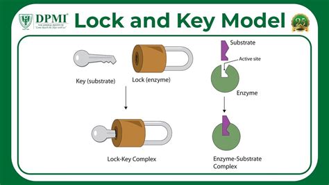 Models For Enzyme Action Lock And Key Model Of Enzyme Who Proposed