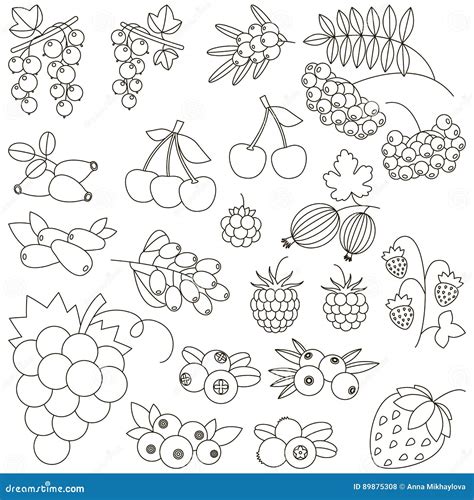 Berry Set Cartoon Page To Be Colored Stock Vector Illustration Of Isolated Blackcurrant