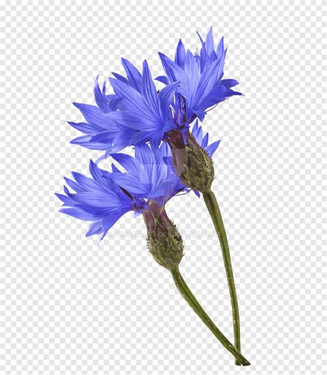 Korenbloem Blauwe Grafiek Blauwe Bloem Ma Splant Aster Blauw Png