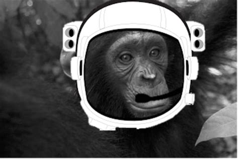 What Are The Top 10 Animals That Have Been To Space Timeline Timeto