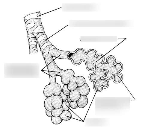 Lung Histology Diagram Quizlet