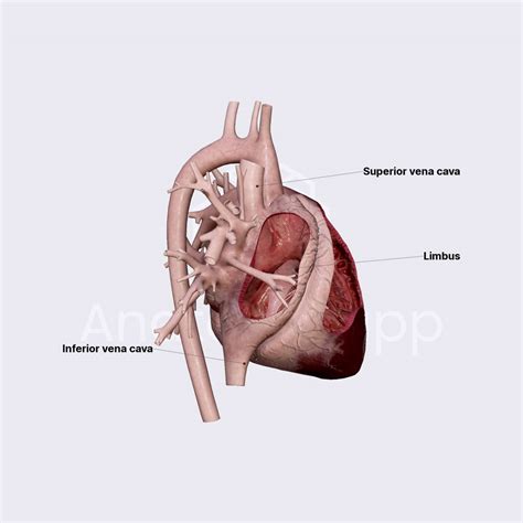 Right Atrium Ra Media Library Anatomy App Learn Anatomy 3d