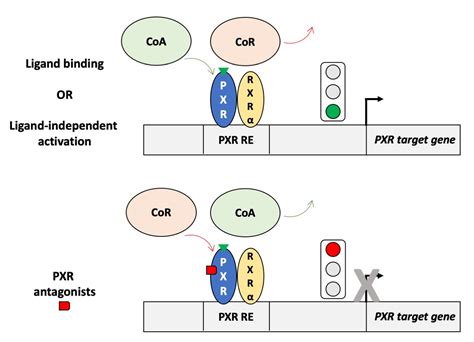 Cells | Free Full-Text | Regulation of PXR Function by Coactivator and ...