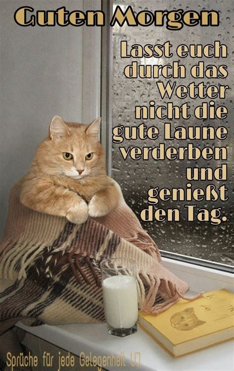 Katzen Guten Morgen Cats Funny Cute Cats Funny Pictures