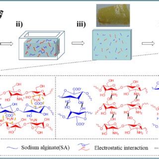 Schematic Of The Preparation Process Of Cs Sa Hydrogel Films