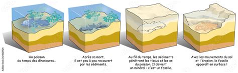 Terre La Formation D Un Fossile Illustration Stock Adobe Stock