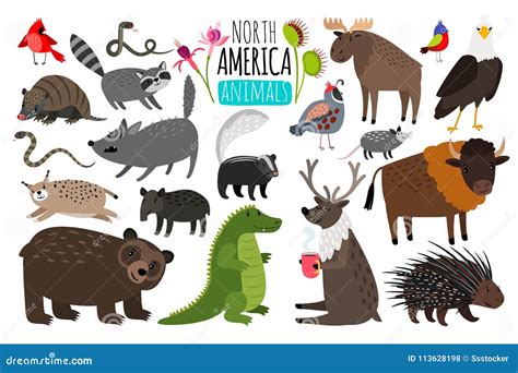 North American Forest Animals | Background Wallpapers