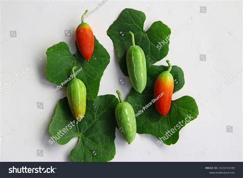 ivy gourd coccinia grandis family cucurbitaceae stock photo