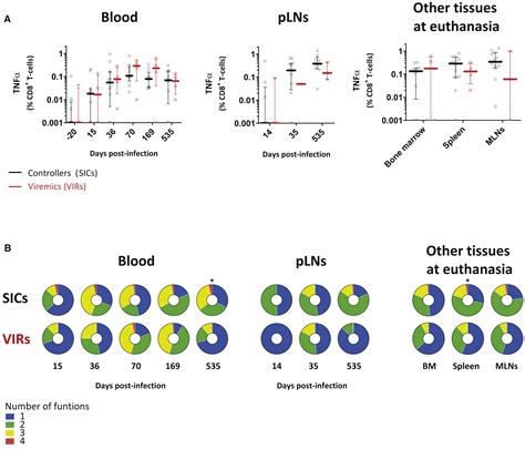 Optimal Maturation Of The Siv Specific Cd T Cell Response After